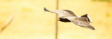 Hawks and Doves