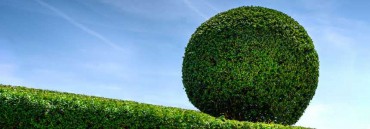 Hedge