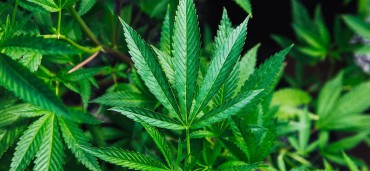 How to Invest in Marijuana Stocks?