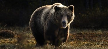 How to Defeat the Bear Market?