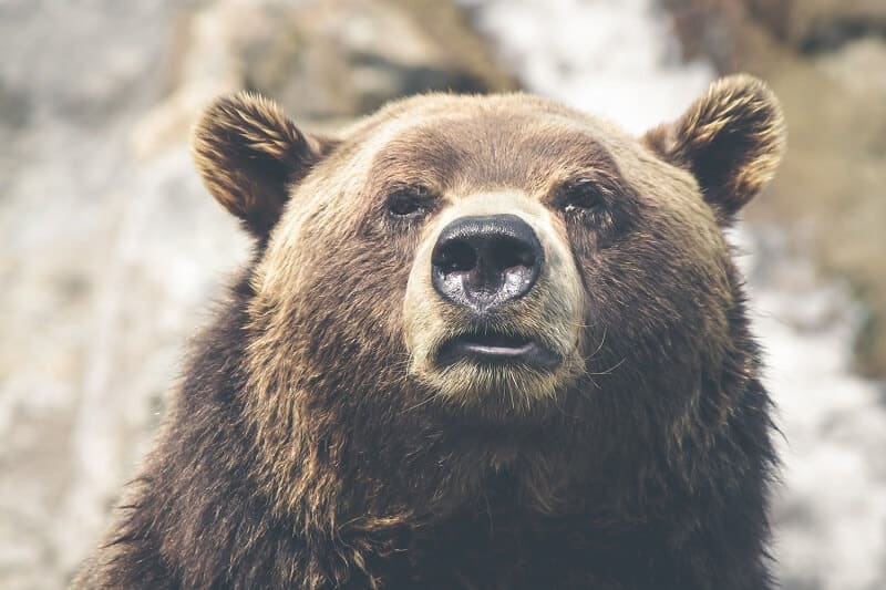 How to defeat the bear market