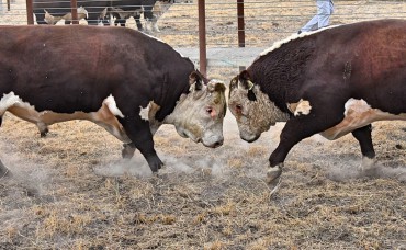Bull Market – What Everyone Should Know?