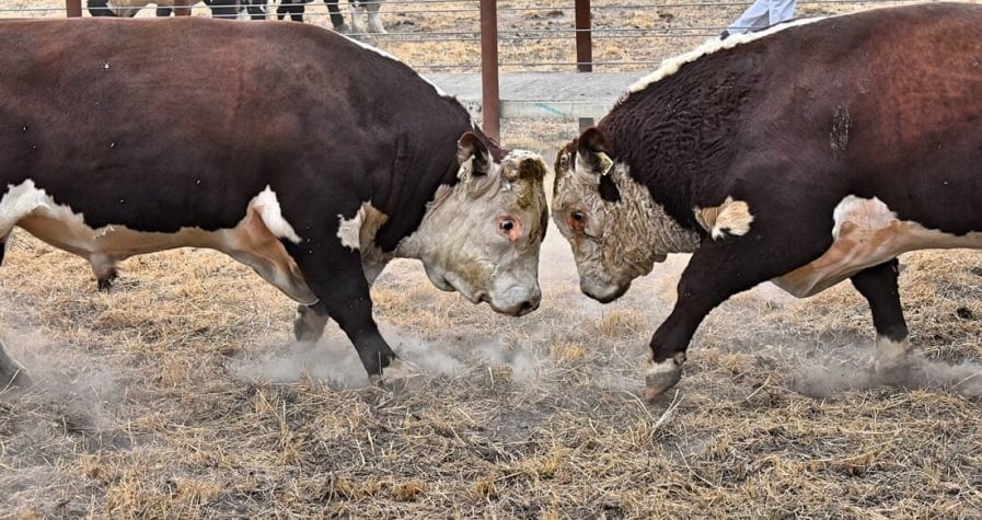 stock bull market
