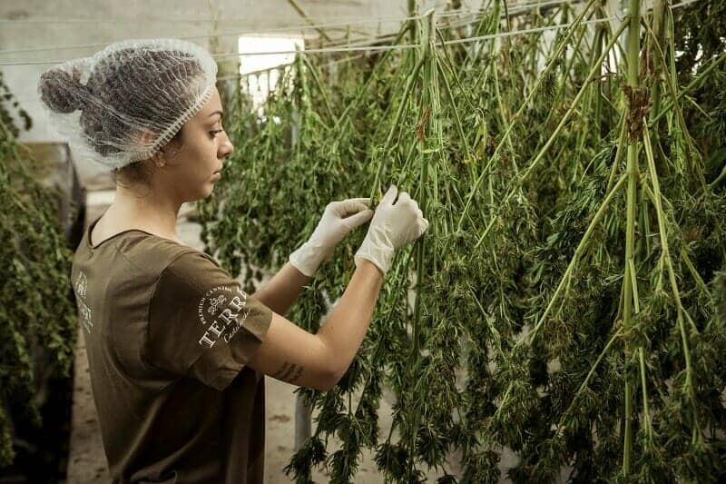 Cannabis Companies Are infusing Optimism Into Markets