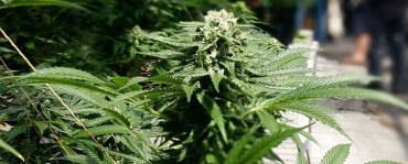 Trulieve Cannabis Corp. Revenue Grew 150% In Q3 Report