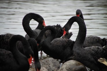 Black Swan Investing Strategy To Reduce The Risk