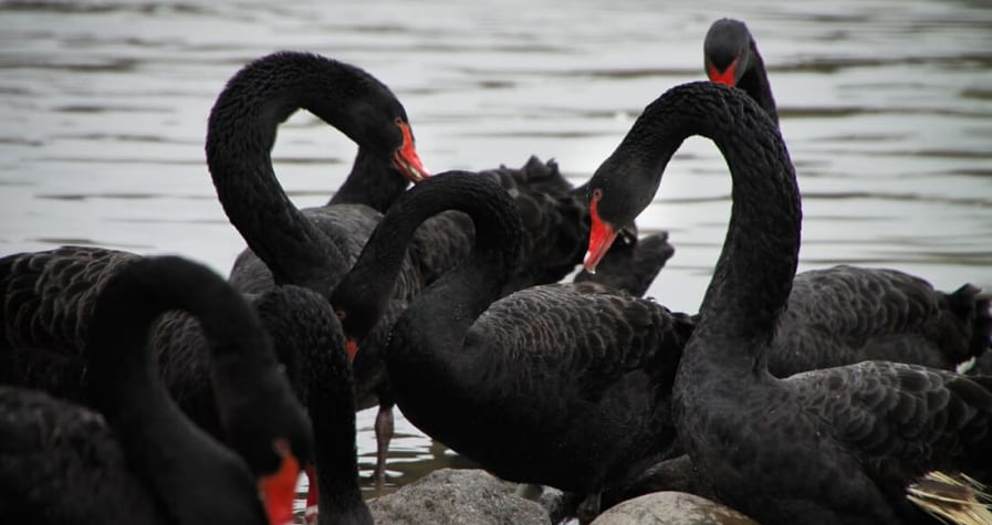 Black Swan Investing Strategy