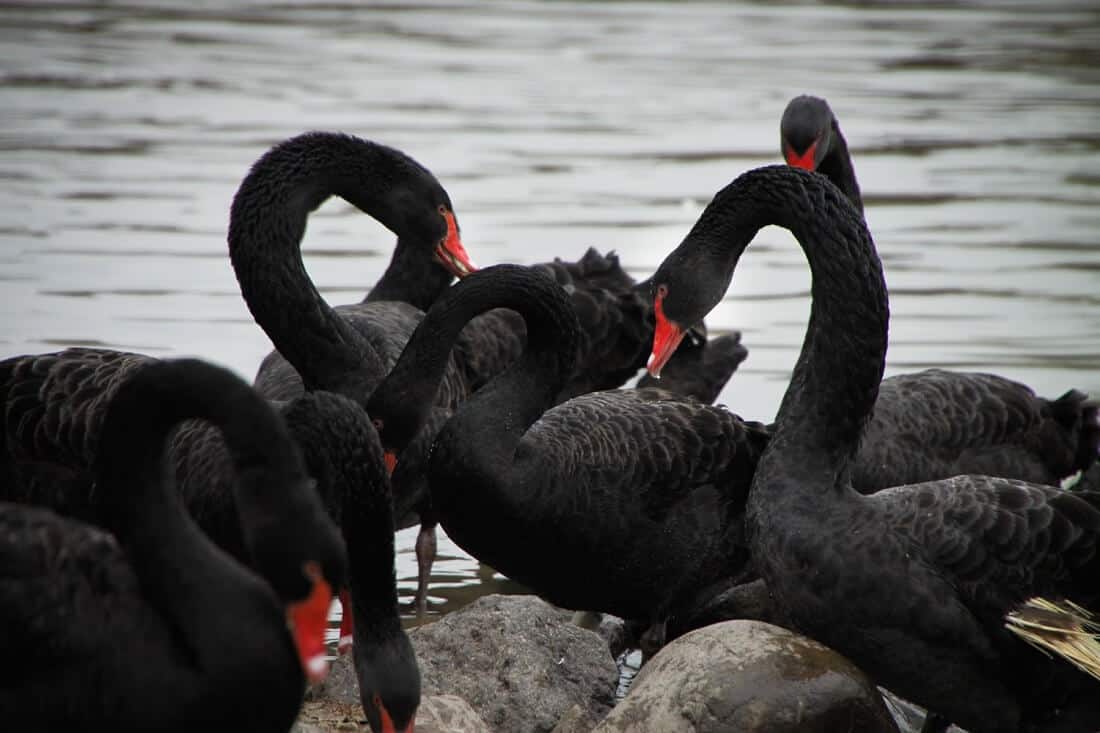 Black Swan Strategy To The Risk -